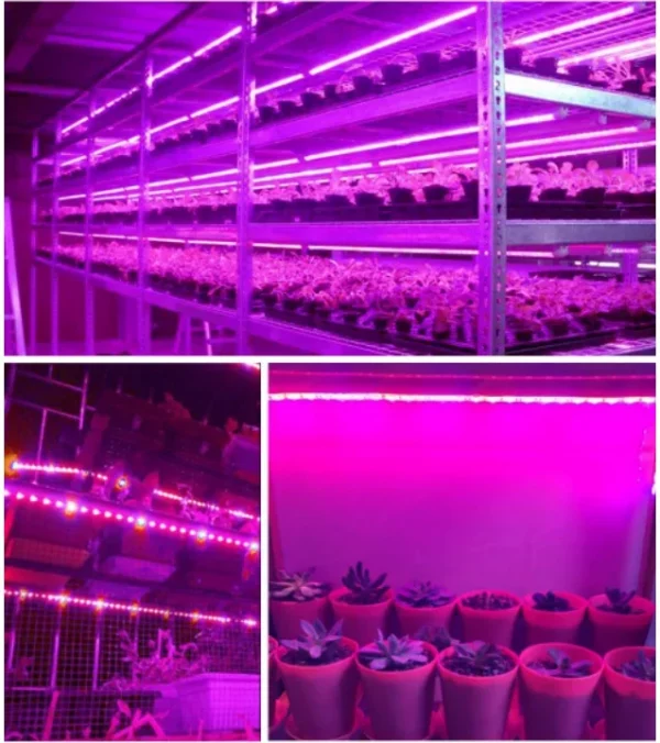 LED Grow Light Full Spectrum USB Grow Light Strip 0.5m 1m 2m 2835 Chip LED Phyto Lamp for Plants Flowers Greenhouse Hydroponic - Image 6