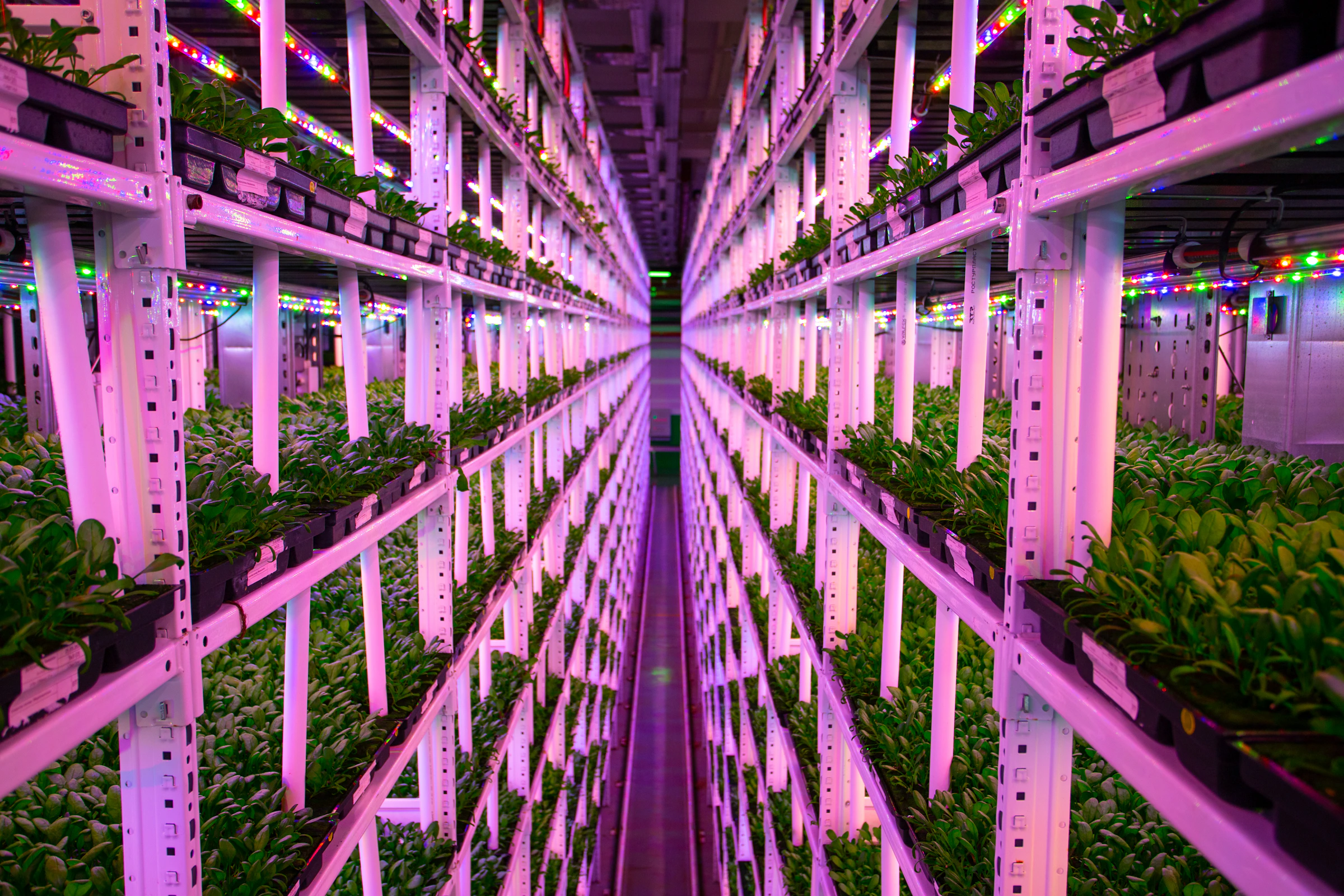 Controlled-environment vertical farm with rows of plants under LED grow lights